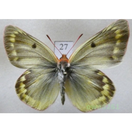Colias phicomone (Esper, 1780) male Austria27